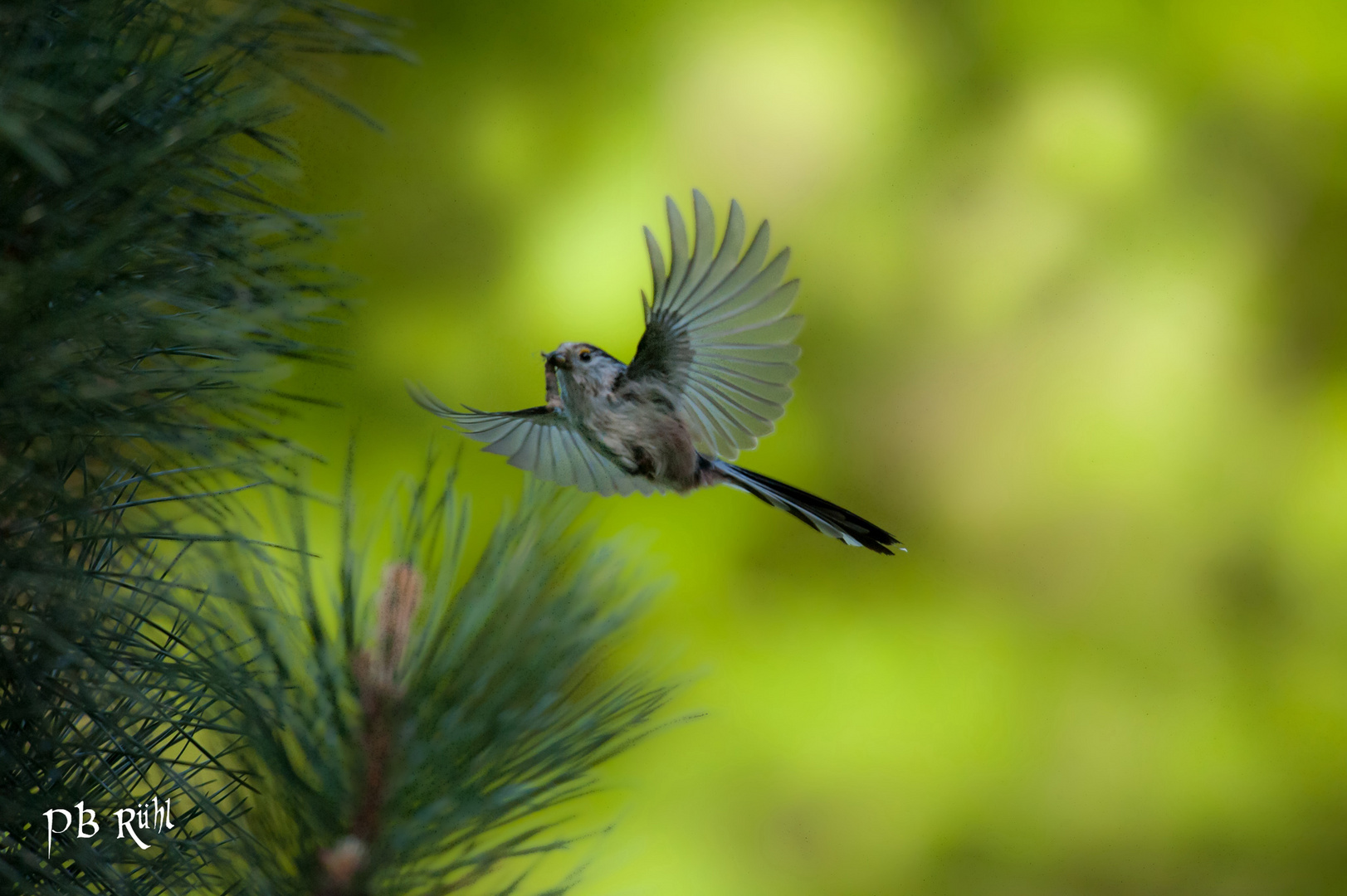 Schwanzmeise im flug