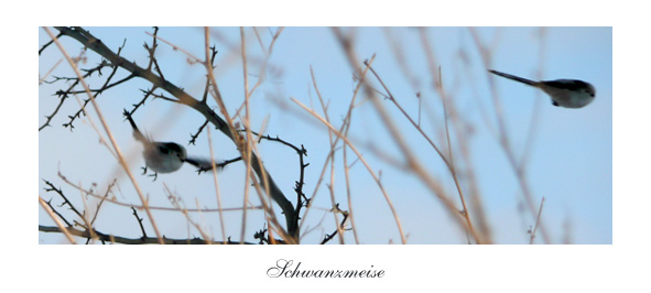 Schwanzmeise im Flug erwischt