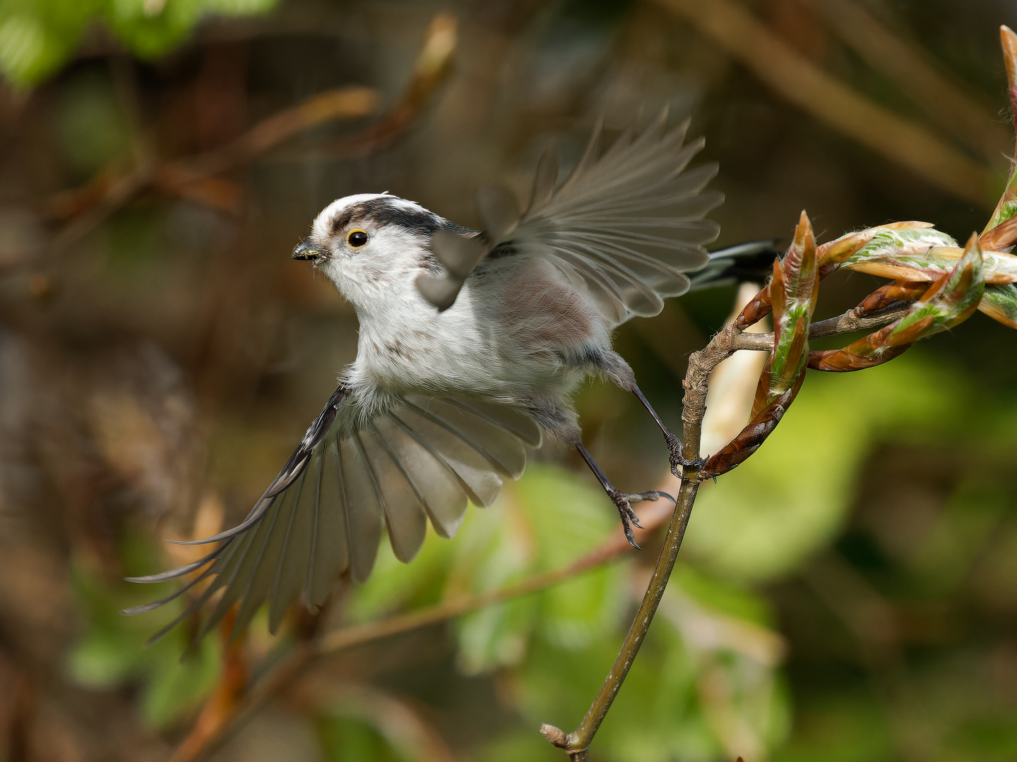 Schwanzmeise im Flug ii