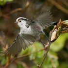 Schwanzmeise im Flug ii