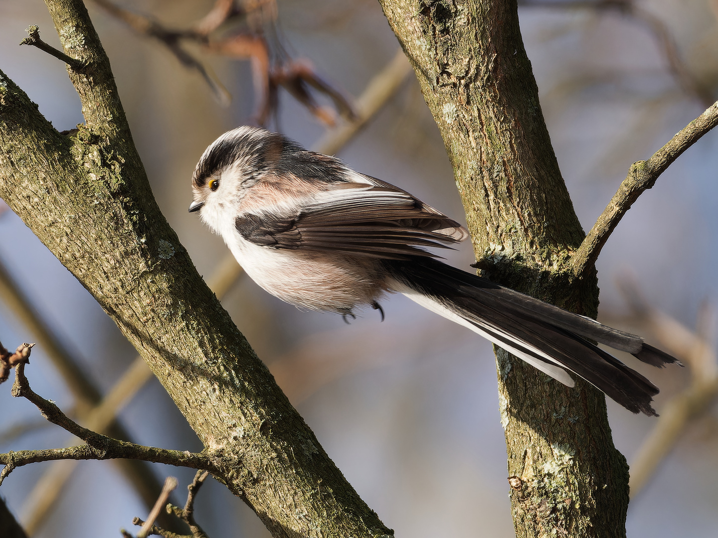 Schwanzmeise im Flug ii