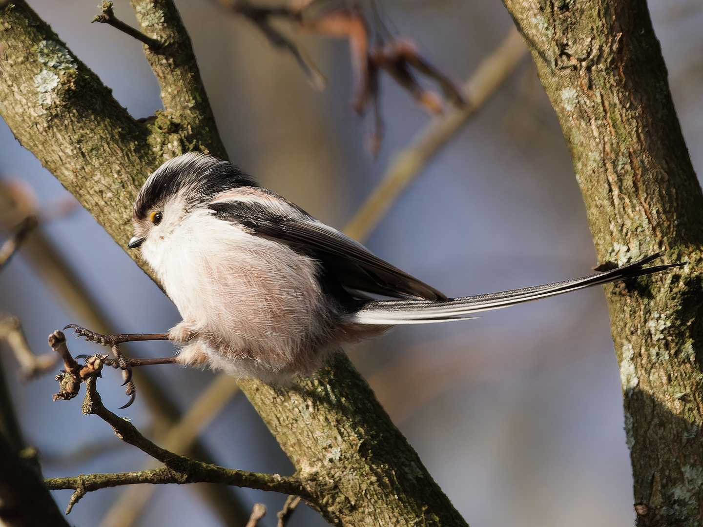 Schwanzmeise im Flug iii