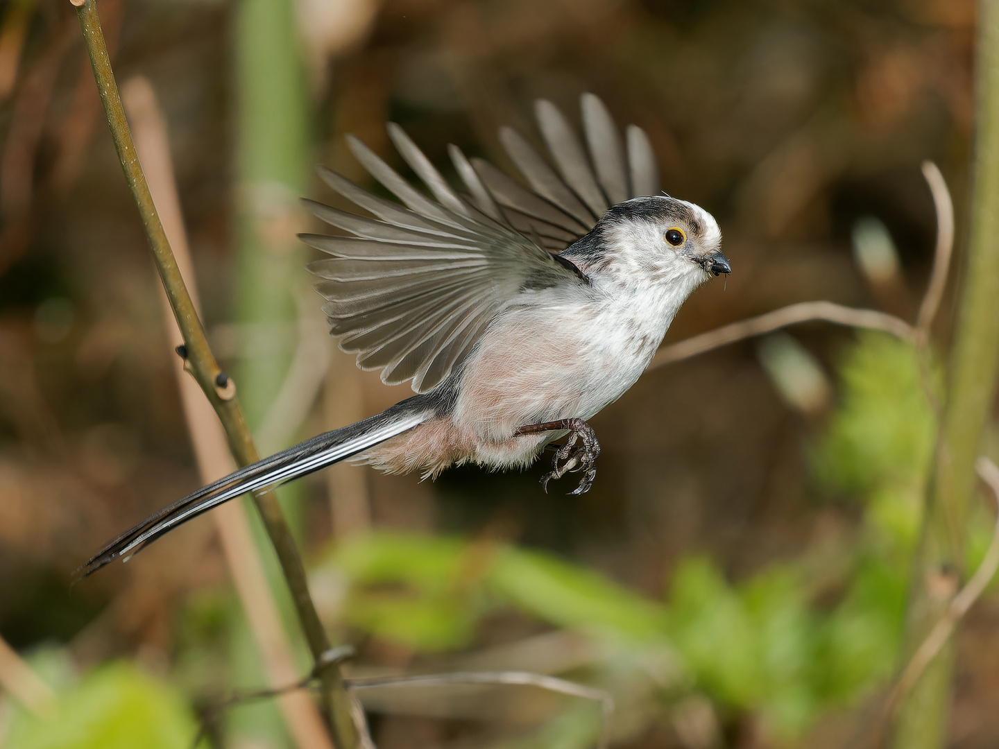 Schwanzmeise im Flug iii