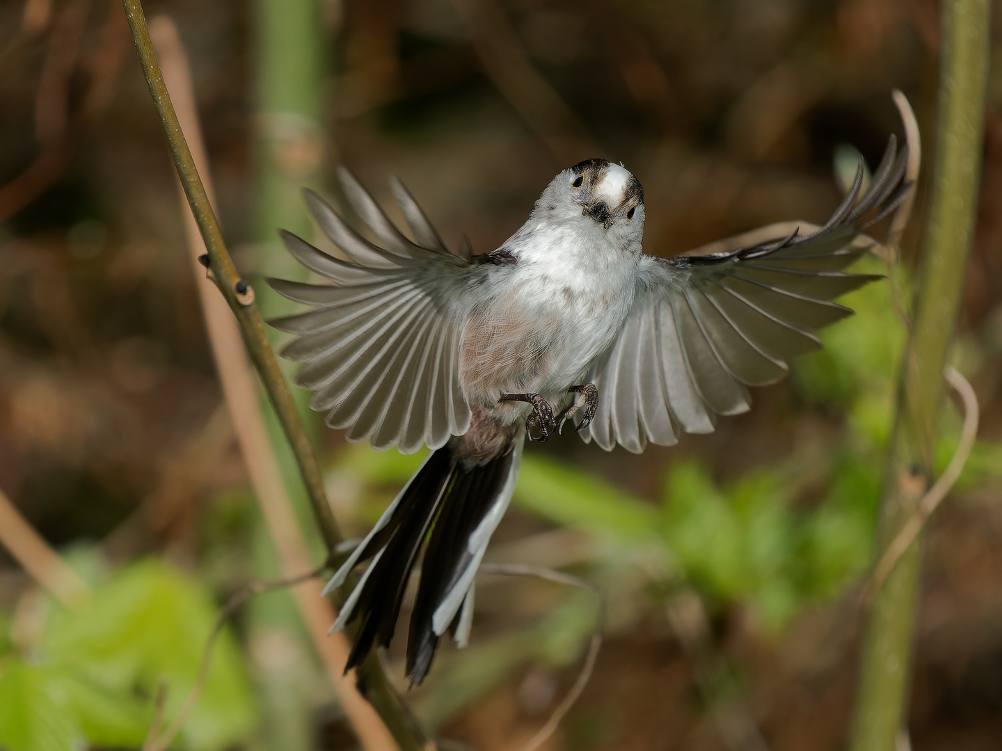 Schwanzmeise im Flug iv