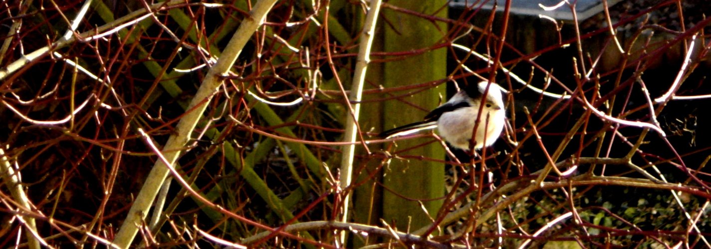 Schwanzmeise im Garten