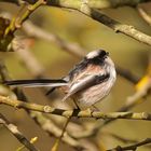 Schwanzmeise im Herbstlaub