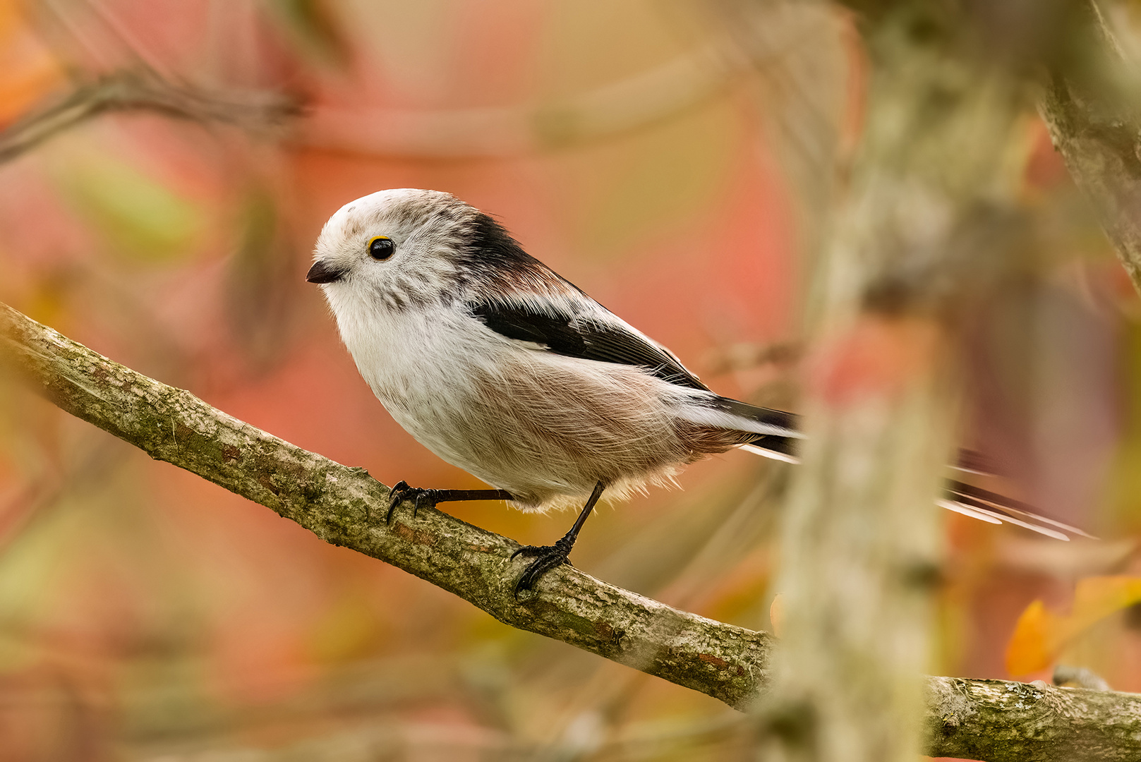 Schwanzmeise im Herbstporträt