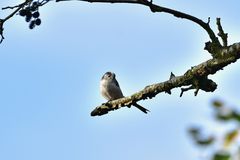 Schwanzmeise im Morgenicht