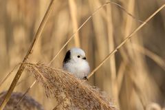 Schwanzmeise im Schilf