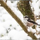 Schwanzmeise im Schnee