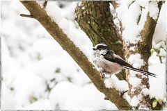 Schwanzmeise im Schnee