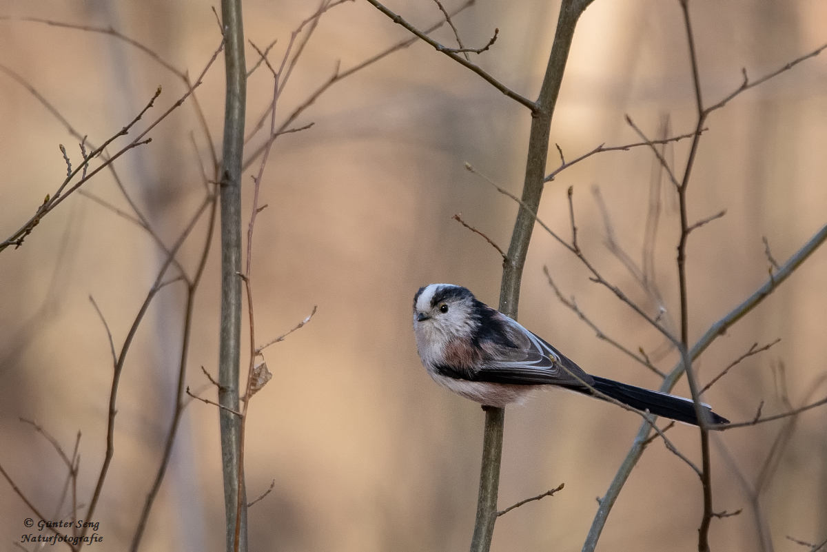 Schwanzmeise im Wald 1