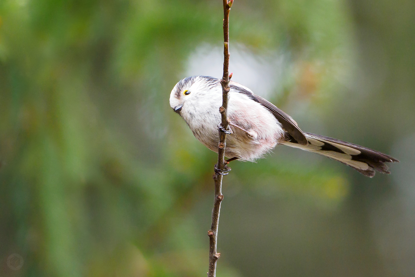 Schwanzmeise im Wald 