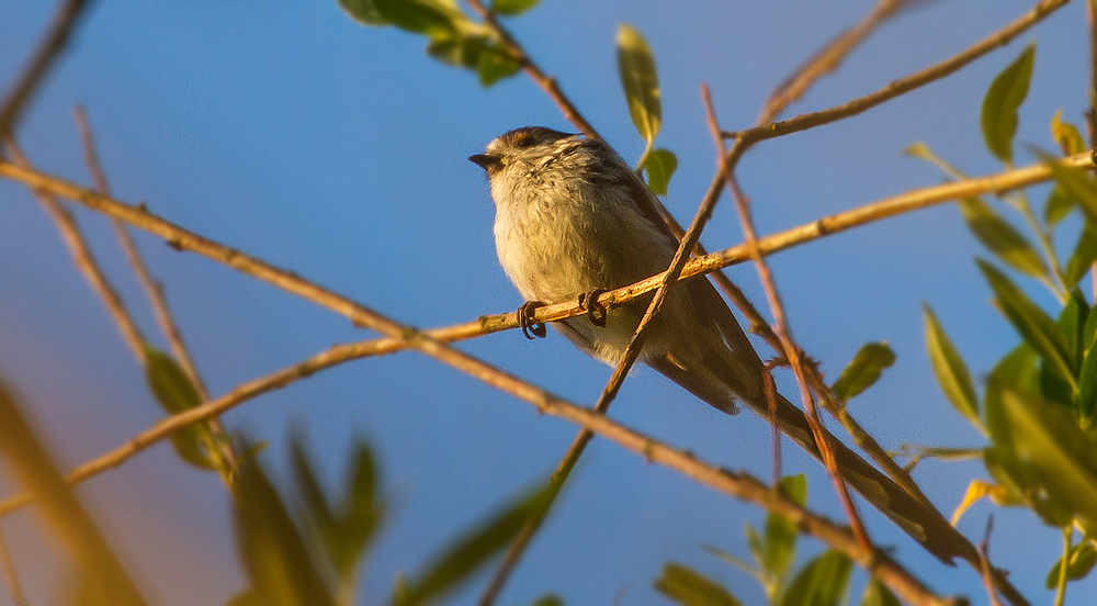 Schwanzmeise in der Abendsonne