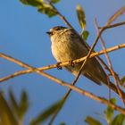 Schwanzmeise in der Abendsonne