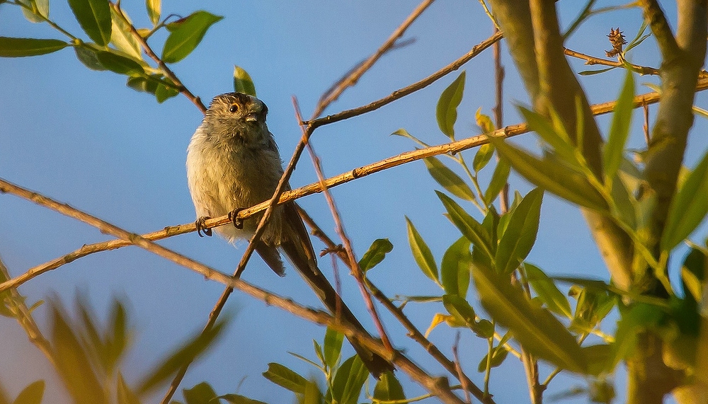 Schwanzmeise in der Abendsonne