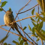 Schwanzmeise in der Abendsonne