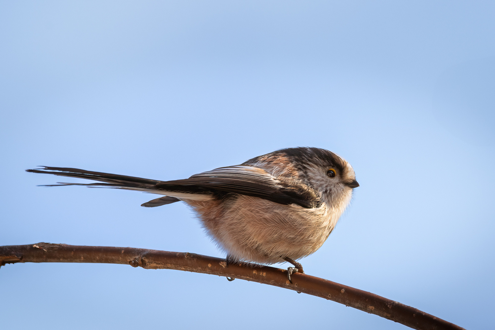 Schwanzmeise in der Sonne