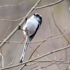 Schwanzmeise Long-tailed tit