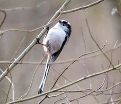 Schwanzmeise Long-tailed tit