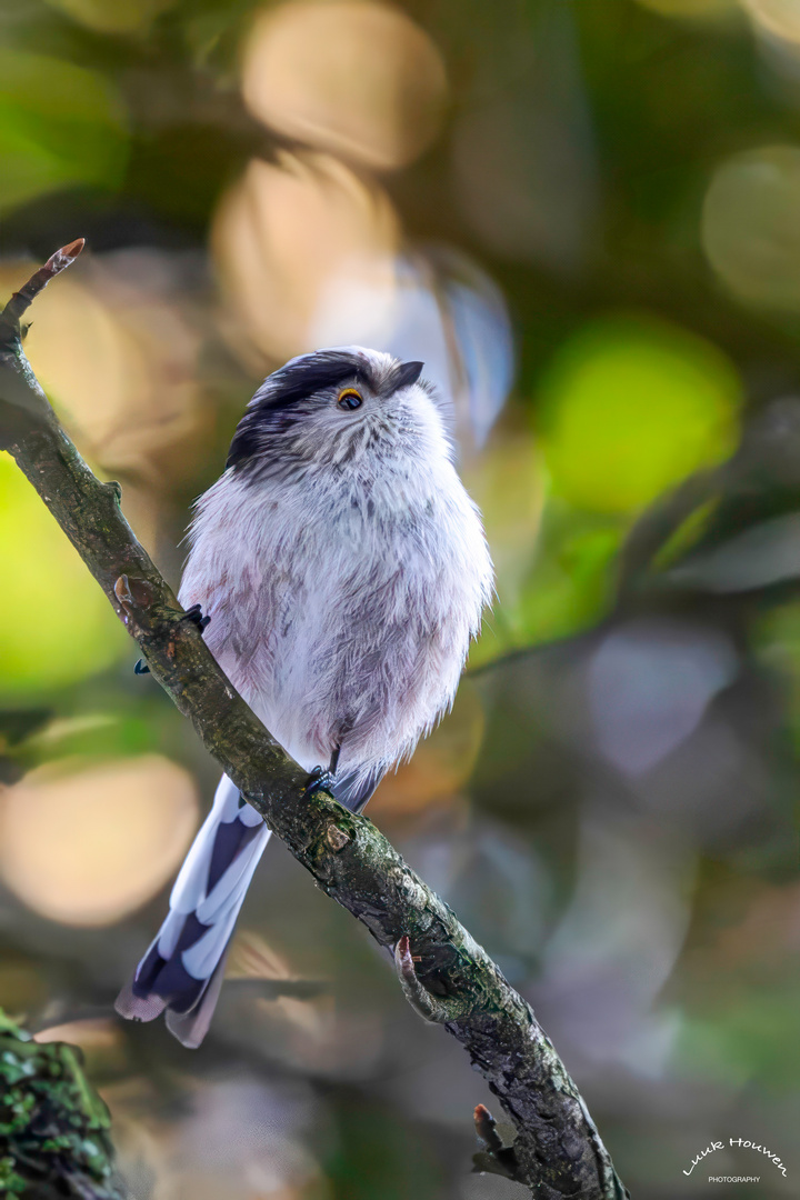 Schwanzmeise / Long-tailed tit