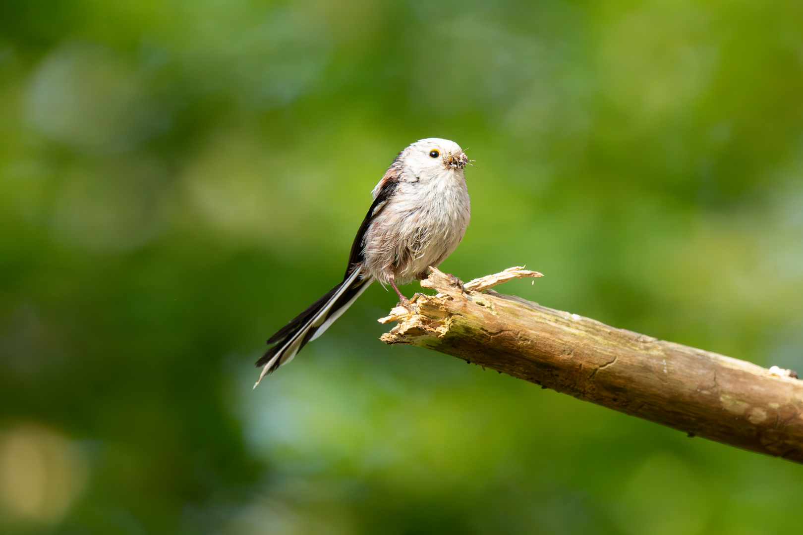 Schwanzmeise mit Futter im Schnabel