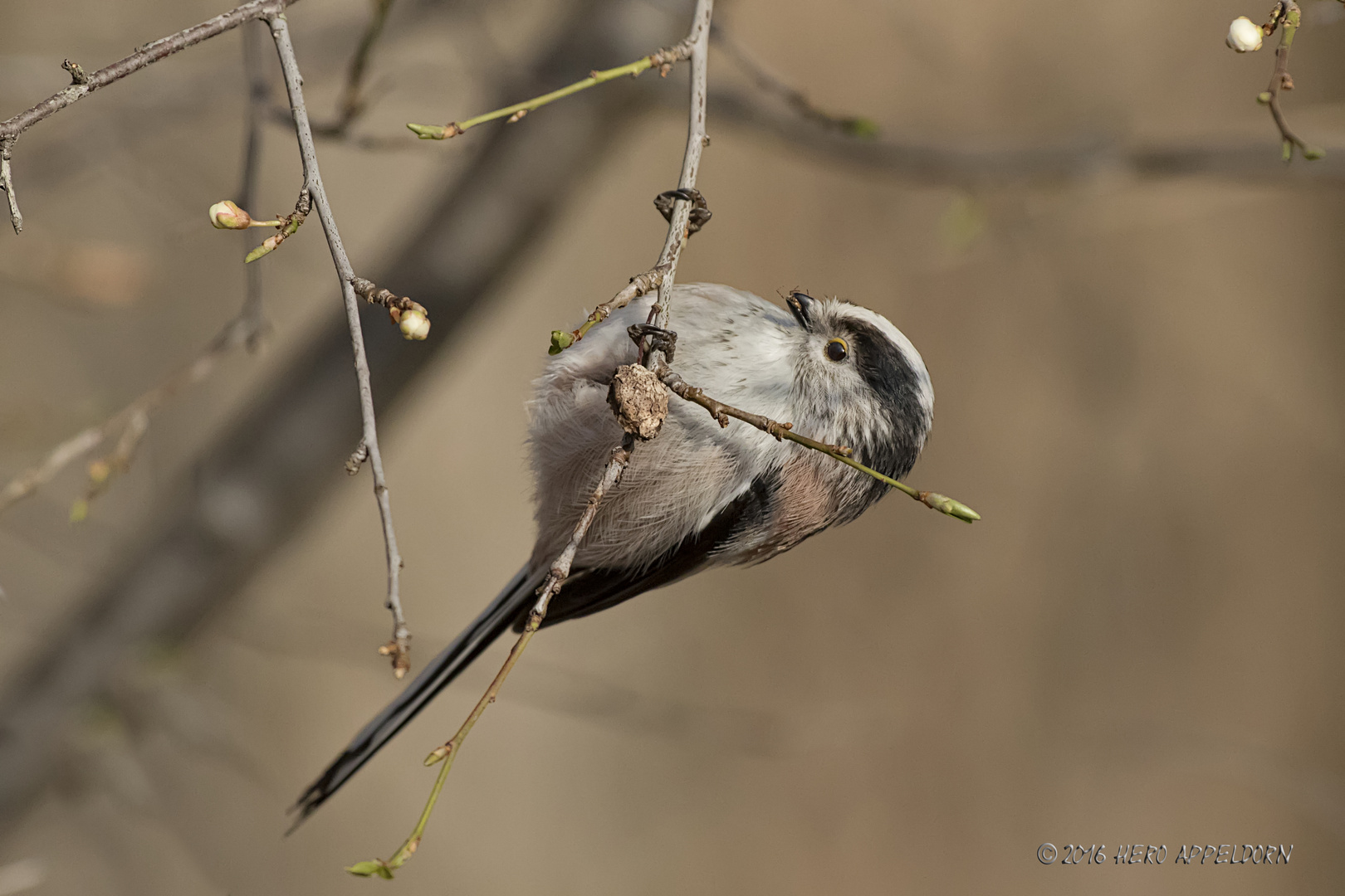 Schwanzmeise mit kleinem Snack . . .