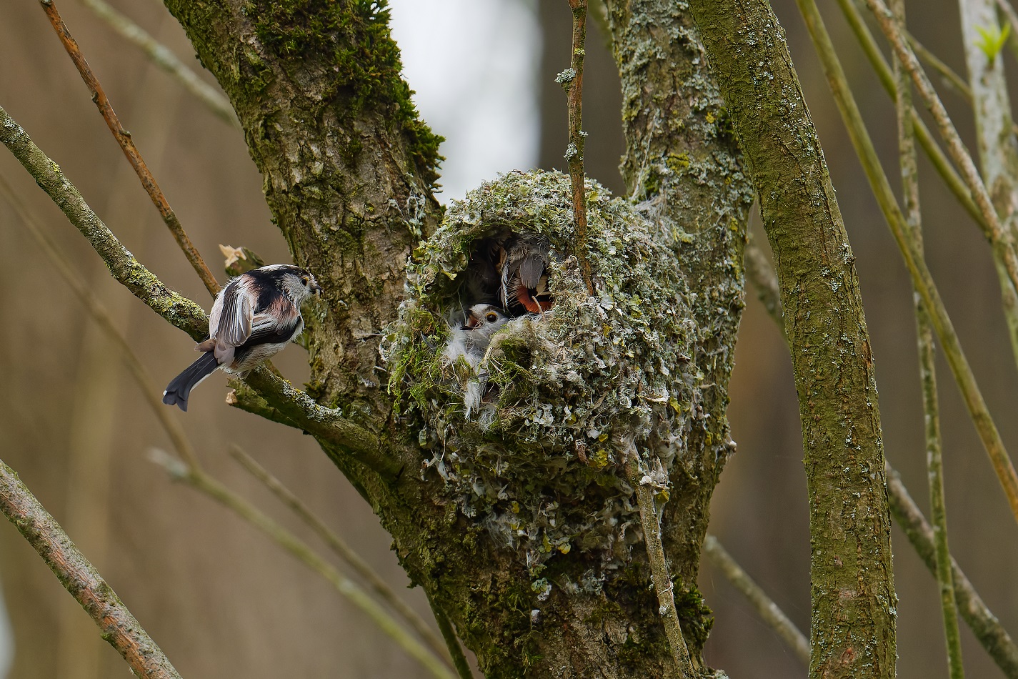 Schwanzmeise mit Nachwuchs im Nest