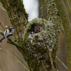 Schwanzmeise mit Nachwuchs im Nest