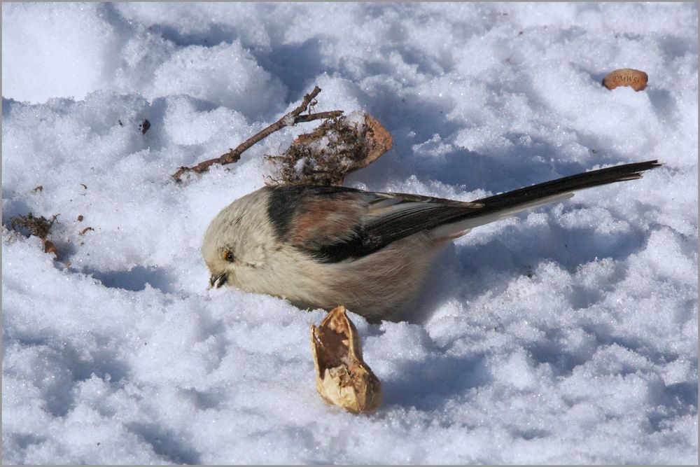 Schwanzmeise Otto sucht im Schnee nach etwas Leckerem