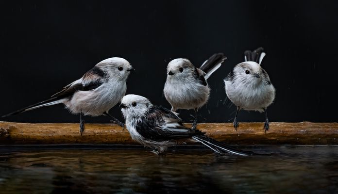 Schwanzmeise - Pool-Serie #21