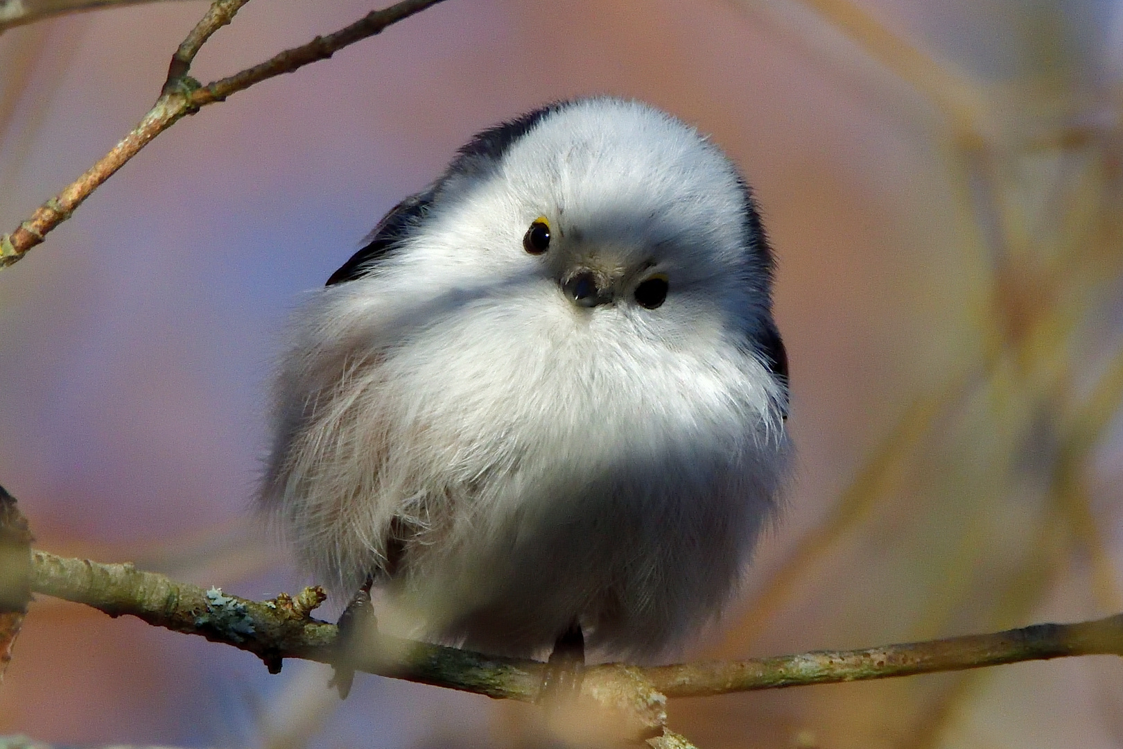 Schwanzmeise Portrait 