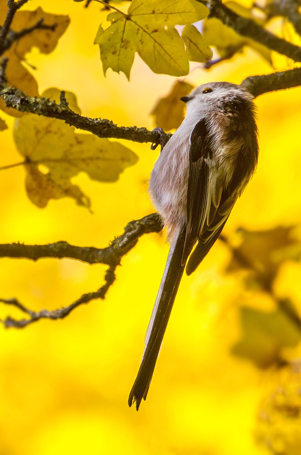 Schwanzmeise und die Farbe des Herbstes