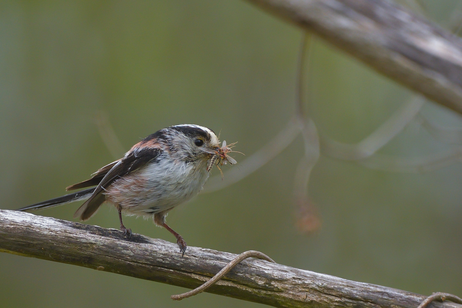 Schwanzmeise vor dem Nest