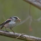 Schwanzmeise vor dem Nest