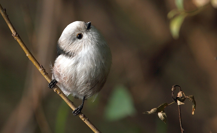 Schwanzmeise, was guckt du?