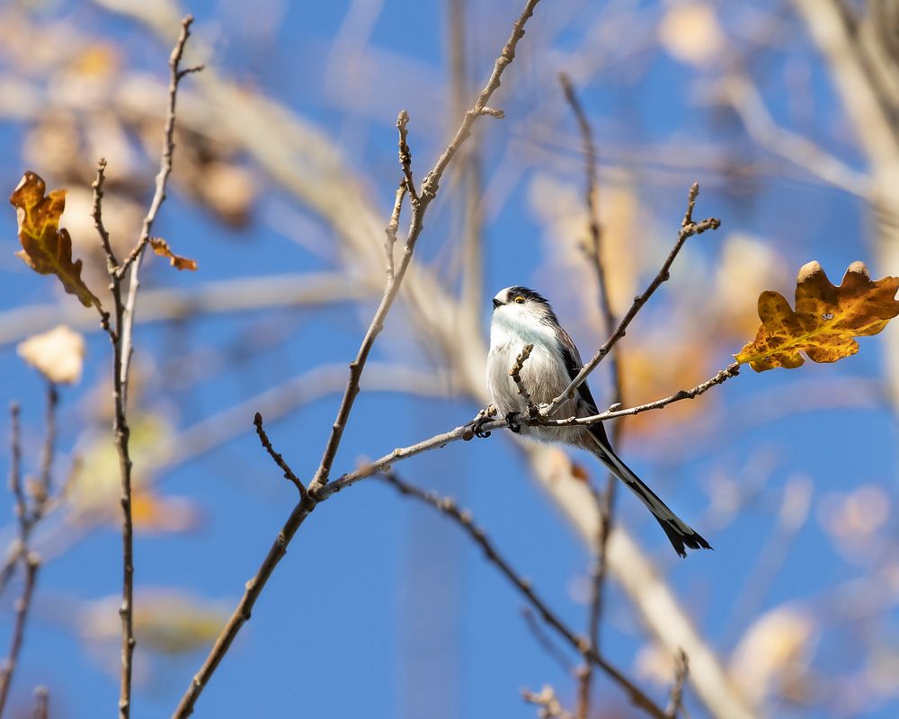 Schwanzmeise_MG_0337