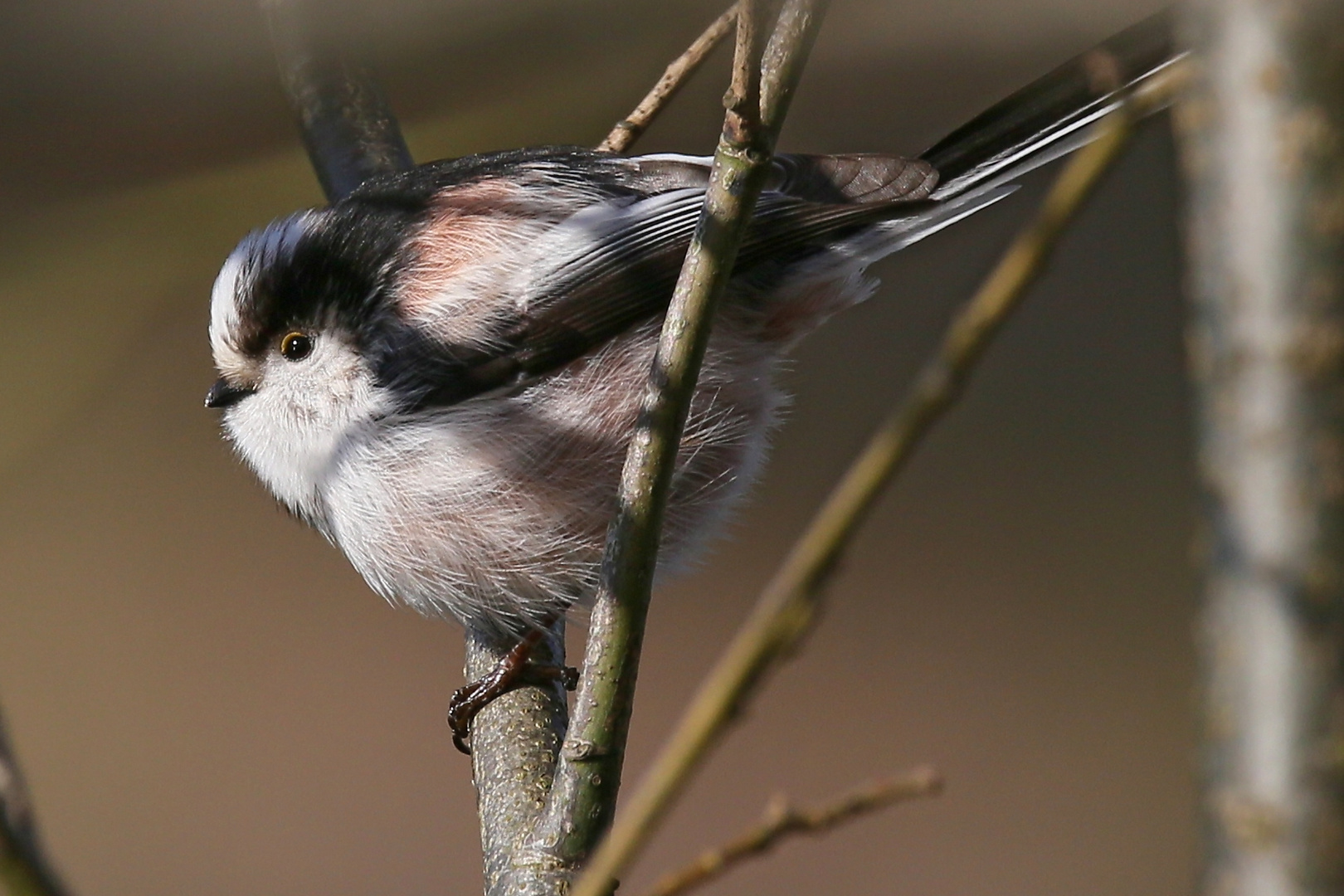 schwanzmeisen bilder