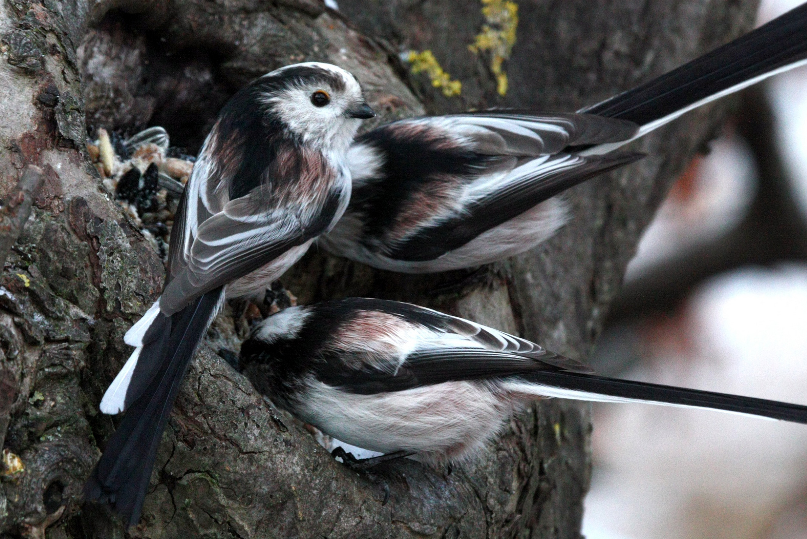 Schwanzmeisen (Aegithalos caudatus)