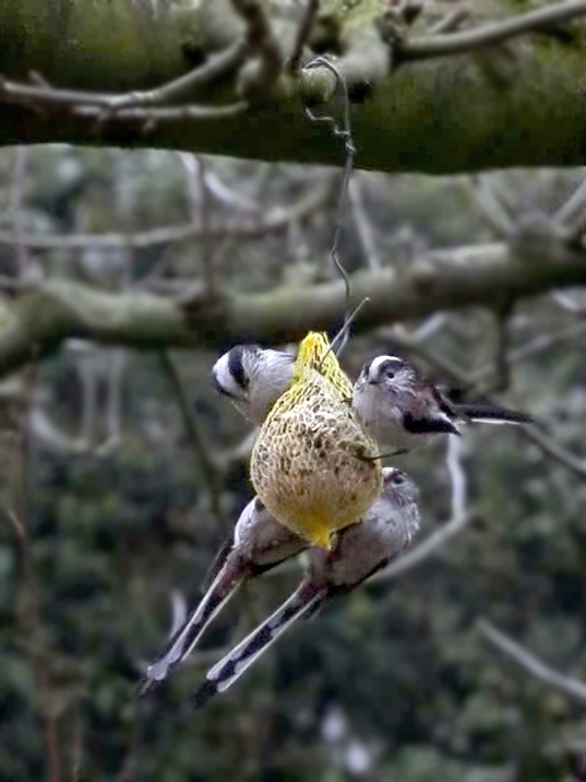 Schwanzmeisen (Aegithalos caudatus) am Futterknödel