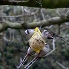 Schwanzmeisen (Aegithalos caudatus) am Futterknödel