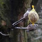 Schwanzmeisen (Aegithalos caudatus) am Futterknödel