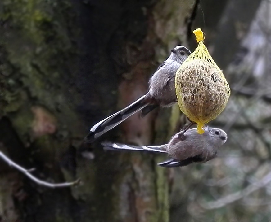 Schwanzmeisen (Aegithalos caudatus) am Futterknödel