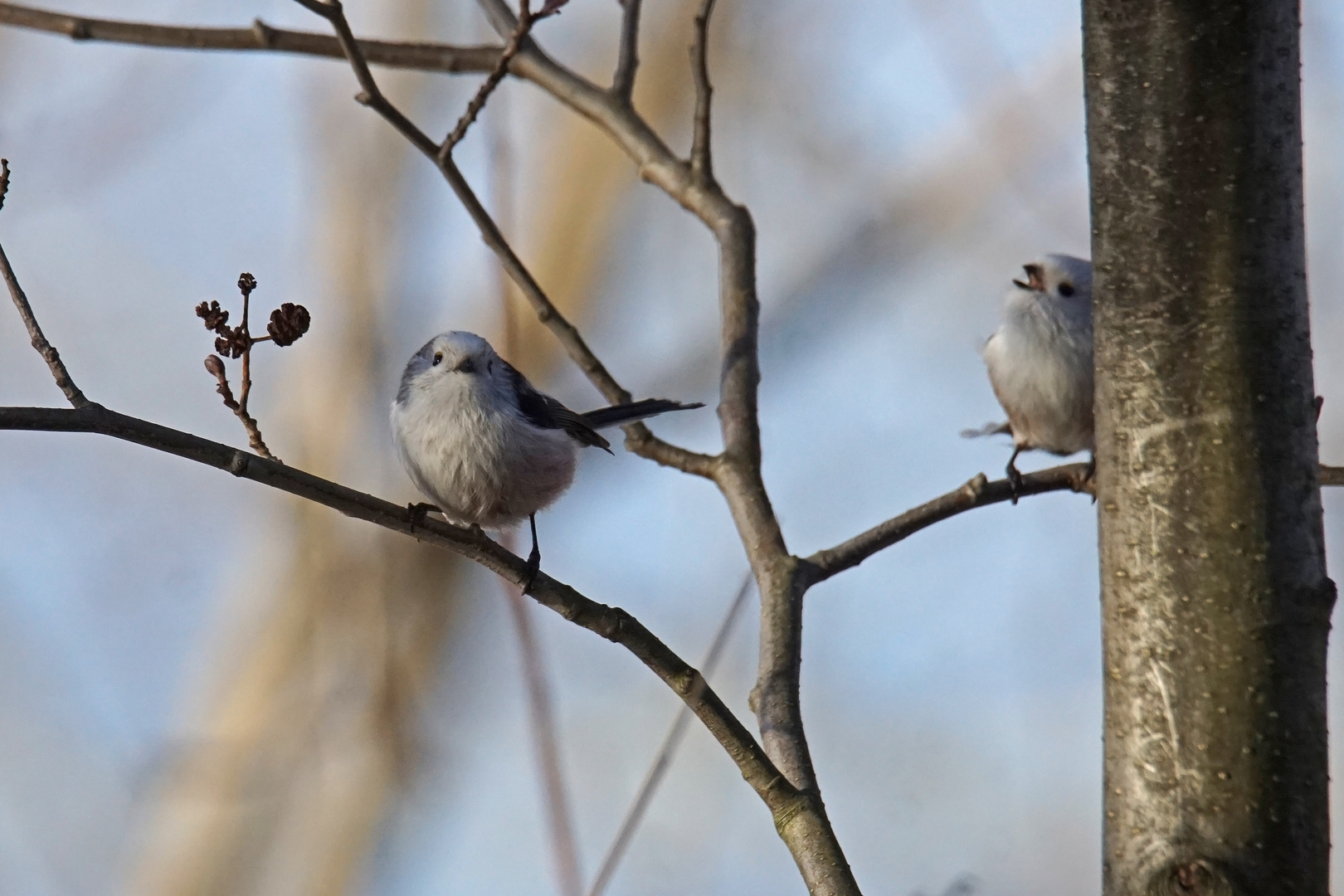 Schwanzmeisen (Aegithalos caudatus)