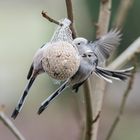 Schwanzmeisen am Knödel