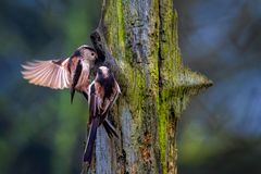 Schwanzmeisen auf Futtersuche