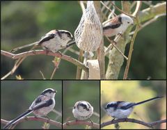 Schwanzmeisen-Collage