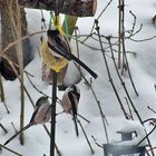 Schwanzmeisen zu Besuch