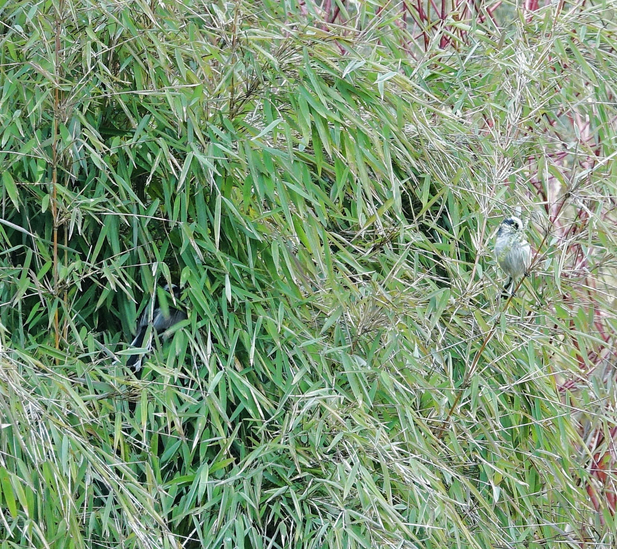 Schwanzmeisenpaar vor seinem Nest