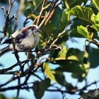 Schwanzmeiser'l - immer zu Kuddeln die Kerlchen